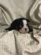 Boston Terrier Puppies for sale in Columbia, MS 39429, USA. price: $500