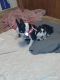 Boston Terrier Puppies for sale in Wapato, WA 98951, USA. price: $3,000