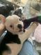 Boston Terrier Puppies for sale in Sacramento, CA 95826, USA. price: NA