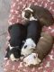 Boston Terrier Puppies for sale in Holts Summit, MO 65043, USA. price: NA