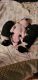 Boston Terrier Puppies for sale in Mooresville, NC 28115, USA. price: NA