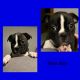 Boston Terrier Puppies for sale in Plainview, TX 79072, USA. price: $750