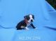 Boston Terrier Puppies for sale in Whittier, CA, USA. price: $799