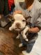 Boston Terrier Puppies for sale in Amarillo, TX 79106, USA. price: NA