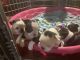 Boston Terrier Puppies for sale in Bel Air, MD 21014, USA. price: $650