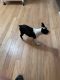 Boston Terrier Puppies for sale in Center, TX 75935, USA. price: $400