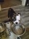Boston Terrier Puppies for sale in Las Vegas, NV, USA. price: $40,000