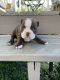Boston Terrier Puppies for sale in Roanoke, VA, USA. price: $1,600