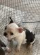 Boston Terrier Puppies for sale in Atwater, CA 95301, USA. price: NA