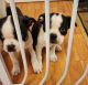 Boston Terrier Puppies for sale in Norwich, CT, USA. price: $650