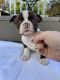 Boston Terrier Puppies for sale in Winston-Salem, NC, USA. price: NA