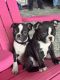 Boston Terrier Puppies for sale in Washington, DC, USA. price: $800