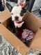 Boston Terrier Puppies for sale in Gilbert, AZ, USA. price: NA