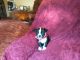 Boston Terrier Puppies for sale in Temple, TX, USA. price: NA
