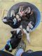 Boston Terrier Puppies for sale in FL-91, Clermont, FL, USA. price: NA