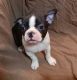 Boston Terrier Puppies for sale in Louisville, KY, USA. price: $500