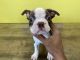 Boston Terrier Puppies for sale in Grand Rapids, MI, USA. price: NA