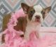 Boston Terrier Puppies for sale in Miami, FL, USA. price: $800