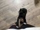 Boston Terrier Puppies for sale in Hampton, VA, USA. price: $600