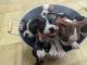 Boston Terrier Puppies for sale in FL-91, Clermont, FL, USA. price: NA