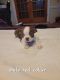 Boston Terrier Puppies for sale in Walhalla, SC, USA. price: $150,000