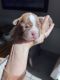 Boston Terrier Puppies for sale in Royse City, TX, USA. price: $1,700