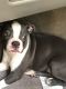 Boston Terrier Puppies for sale in Cave City, KY 42127, USA. price: $550