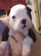 Boston Terrier Puppies for sale in Norman, IN 47264, USA. price: NA