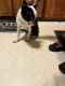 Boston Terrier Puppies for sale in Columbia, SC, USA. price: NA
