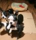 Boston Terrier Puppies for sale in Indianapolis, IN, USA. price: $600