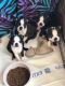 Boston Terrier Puppies for sale in New York, NY, USA. price: $450
