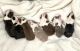 Boston Terrier Puppies for sale in Jackson, MS 39218, USA. price: NA