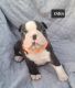 Boston Terrier Puppies for sale in Albany, OH 45710, USA. price: $1,500