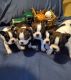 Boston Terrier Puppies for sale in Shreveport, LA, USA. price: NA