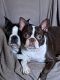 Boston Terrier Puppies for sale in Franklin, TN, USA. price: $500
