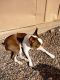 Boston Terrier Puppies for sale in Superior, AZ 85173, USA. price: $2,500