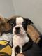 Boston Terrier Puppies for sale in Hattiesburg, MS, USA. price: $750