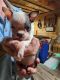 Boston Terrier Puppies for sale in Sonora, KY 42776, USA. price: NA