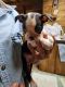 Boston Terrier Puppies for sale in Sonora, KY 42776, USA. price: NA