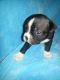 Boston Terrier Puppies for sale in Zephyrhills, FL, USA. price: NA