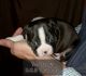 Boston Terrier Puppies for sale in Louisville, KY, USA. price: $400