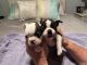 Boston Terrier Puppies for sale in Orangeburg, SC, USA. price: $850
