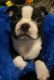 Boston Terrier Puppies for sale in Durand, WI 54736, USA. price: NA