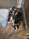 Boston Terrier Puppies for sale in Star, ID 83669, USA. price: NA