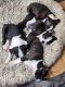 Boston Terrier Puppies for sale in Greeley, CO, USA. price: NA