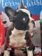 Boston Terrier Puppies for sale in Winter Springs, FL, USA. price: $1,000