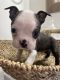 Boston Terrier Puppies for sale in Phoenix, AZ, USA. price: $1,400