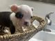 Boston Terrier Puppies for sale in Phoenix, AZ, USA. price: $2,200
