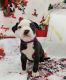 Boston Terrier Puppies for sale in Covington, KY, USA. price: NA
