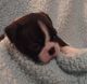 Boston Terrier Puppies for sale in Macon, GA, USA. price: NA